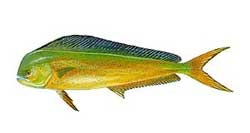 Mahi-Mahi - Dolphin