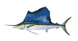 Sailfish