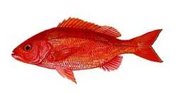 Vermillion Snapper