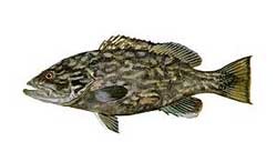 Gag Grouper