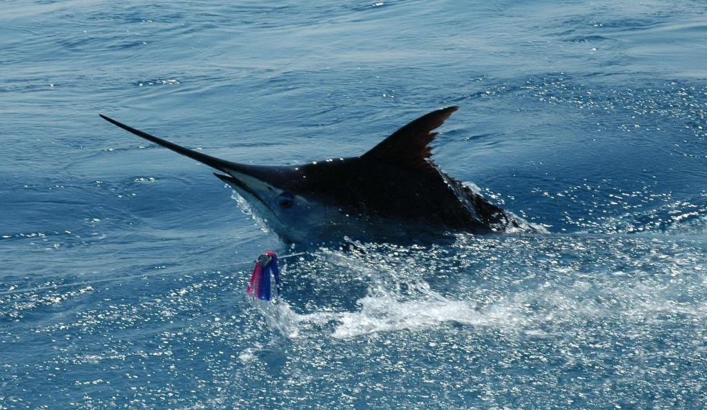 Marlin