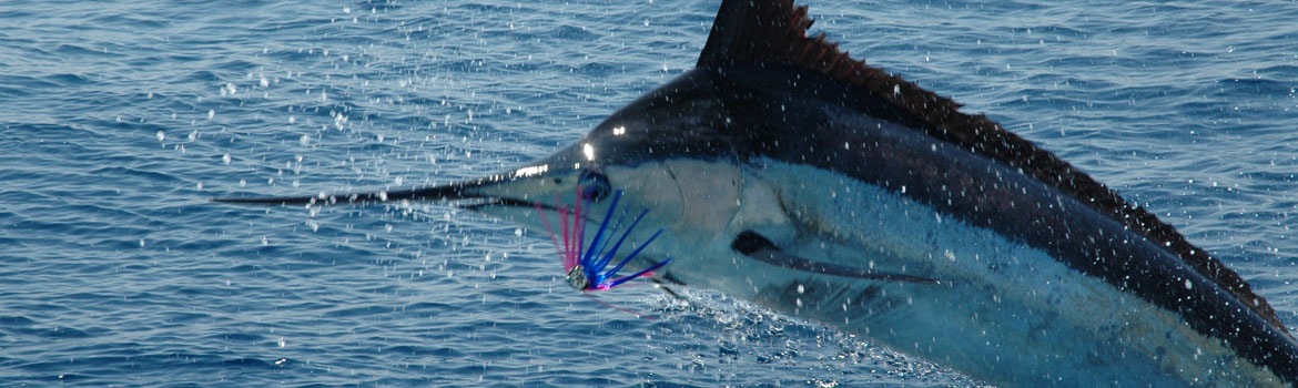 Marlin